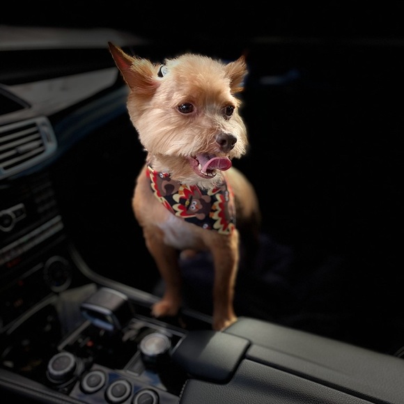 Meet your Posher, Stephanie - Picture 4 of 7